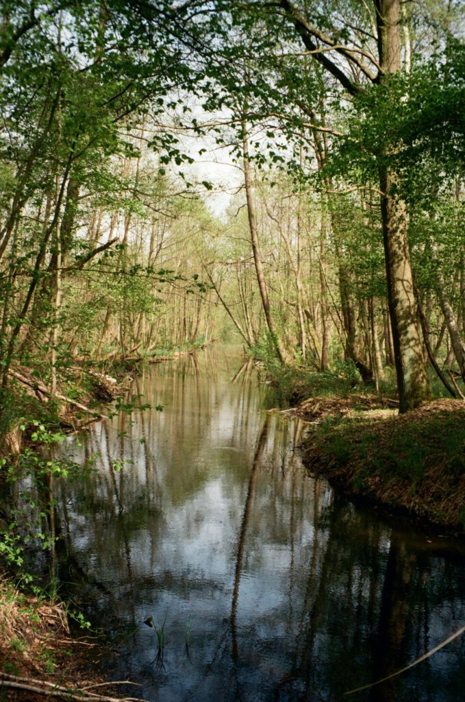 Wald Hagenberg Wald Hagenberg